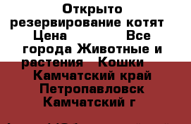 Открыто резервирование котят › Цена ­ 15 000 - Все города Животные и растения » Кошки   . Камчатский край,Петропавловск-Камчатский г.